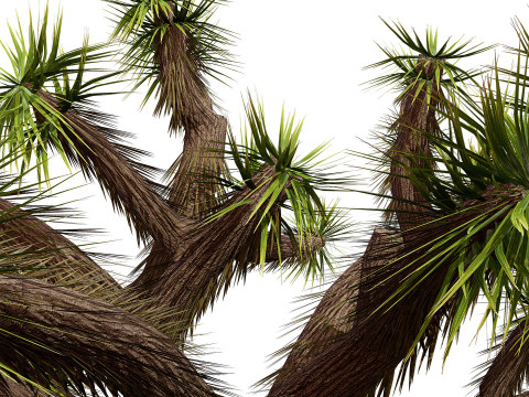Joshua Tree s Modelo 3D