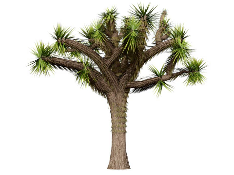 Joshua Tree s 3D Model