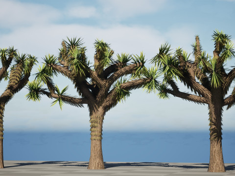 Joshua Tree s Modelo 3D
