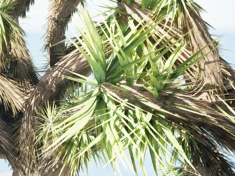 Joshua Tree s 3D Model