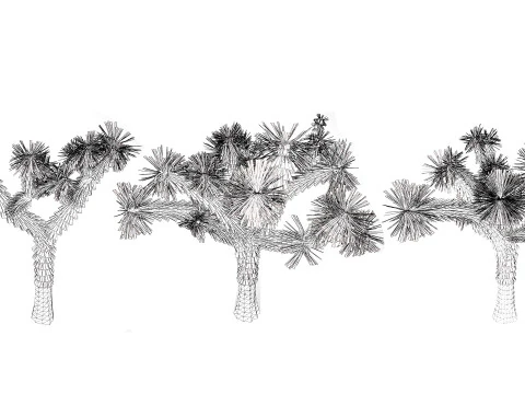 Joshua Tree s 3D Model