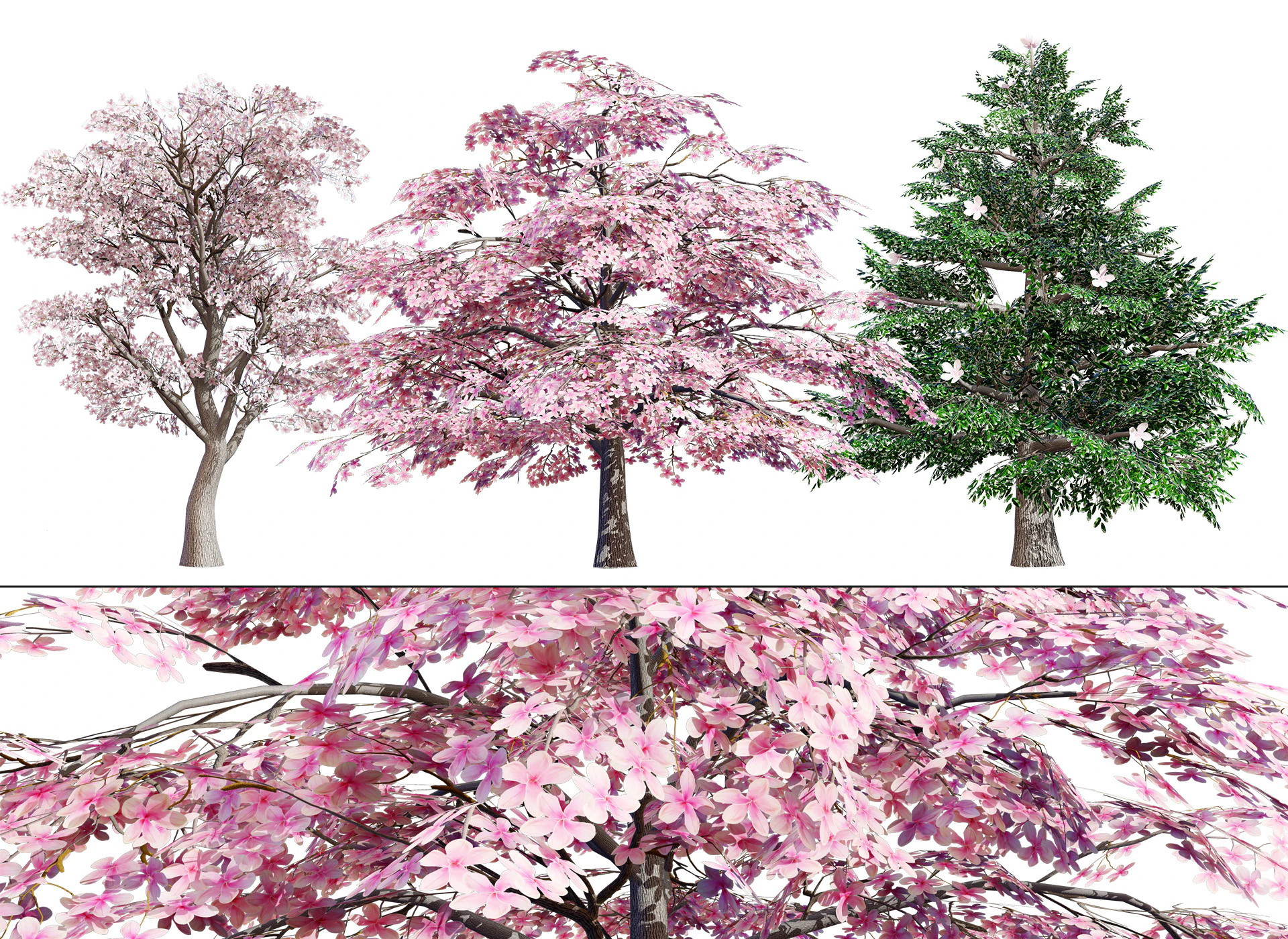 Magnolia Trees 3D Model .c4d .max .obj .3ds .fbx .stl .blend 