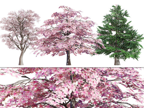 Magnolia Trees Modello 3D