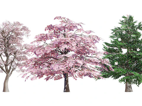 Magnolia Trees 3D Model
