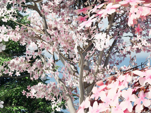 Magnolia Trees 3D Model