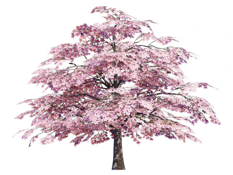Magnolia Trees 3D Model