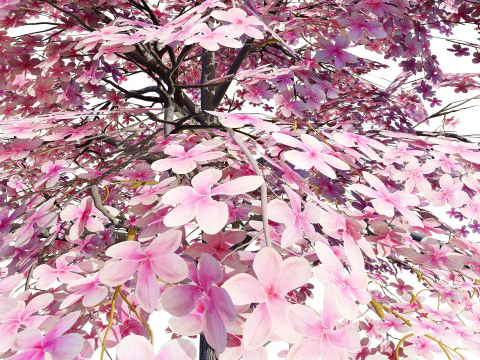 Magnolia Trees 3D Model