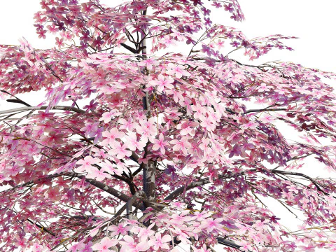 Magnolia Trees 3D Model