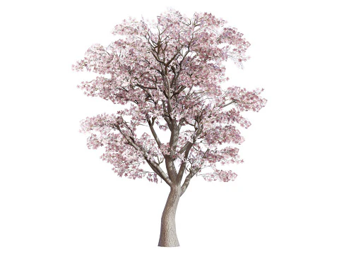 Magnolia Trees 3D Model