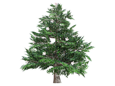 Magnolia Trees 3D Model