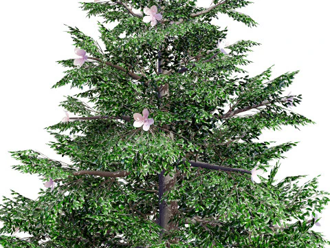 Magnolia Trees 3D Model