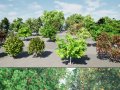 High realistic Fruit Trees 3D Collection 01 3Dモデル