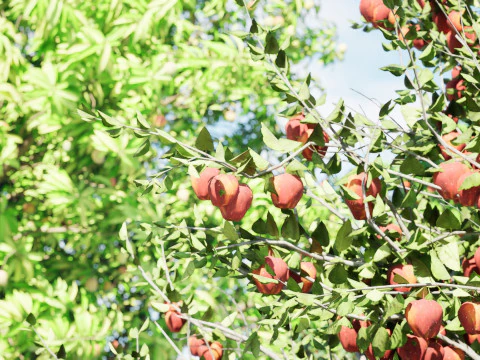 High realistic Fruit Trees 3D Collection 01 3D Model