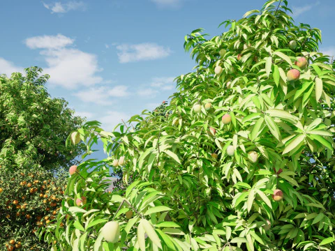 High realistic Fruit Trees 3D Collection 01 3D Model