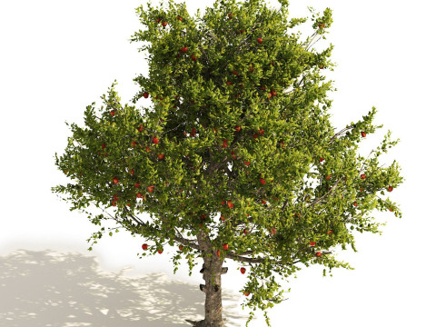 High realistic Fruit Trees 3D Collection 01 Modelo 3D