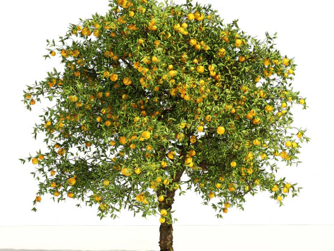 High realistic Fruit Trees 3D Collection 01 3D Model