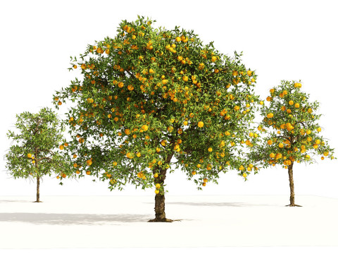 High realistic Fruit Trees 3D Collection 01 Modelo 3D