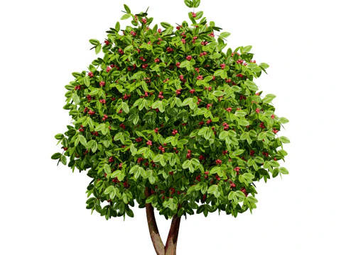High realistic Fruit Trees 3D Collection 01 3D Model