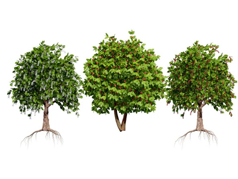 High realistic Fruit Trees 3D Collection 01 3D Model