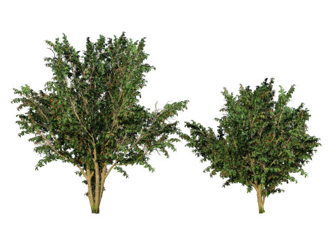 High realistic Fruit Trees 3D Collection 01 Modelo 3D