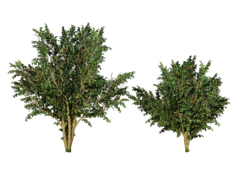 High realistic Fruit Trees 3D Collection 01 3D Model