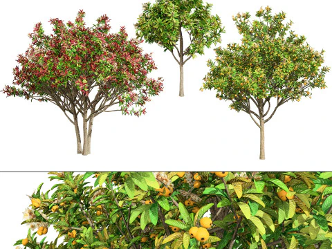 High realistic Fruit Trees 3D Collection 01 3D Model
