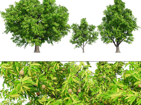 High realistic Fruit Trees 3D Collection 01 Modelo 3D