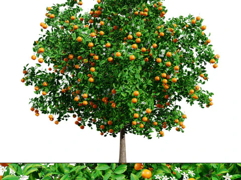 High realistic Fruit Trees 3D Collection 01 3D Model