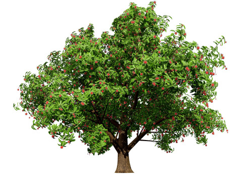 High realistic Fruit Trees 3D Collection 01 Modelo 3D