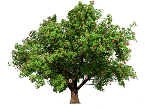 High realistic Fruit Trees 3D Collection 01 3D Model