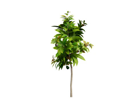 High realistic Fruit Trees 3D Collection 01 3D Model