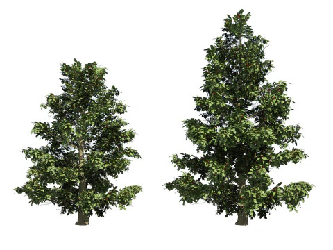 High realistic Fruit Trees 3D Collection 01 3D Model