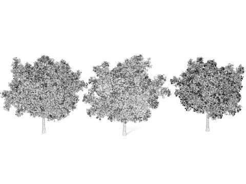 High realistic Fruit Trees 3D Collection 01 3D Model