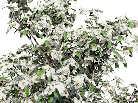 Realistic Pear Tree - All Seasons 3D Model