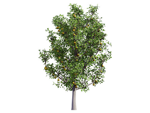 Realistic Pear Tree - All Seasons Modelo 3D