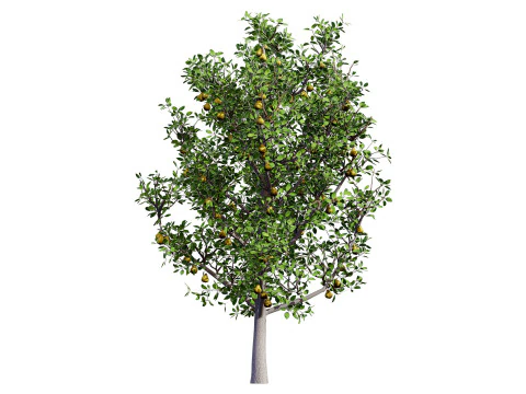 Realistic Pear Tree - All Seasons 3D Model