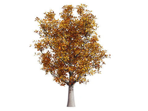 Realistic Pear Tree - All Seasons 3D Model