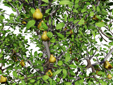 Realistic Pear Tree - All Seasons 3D Model