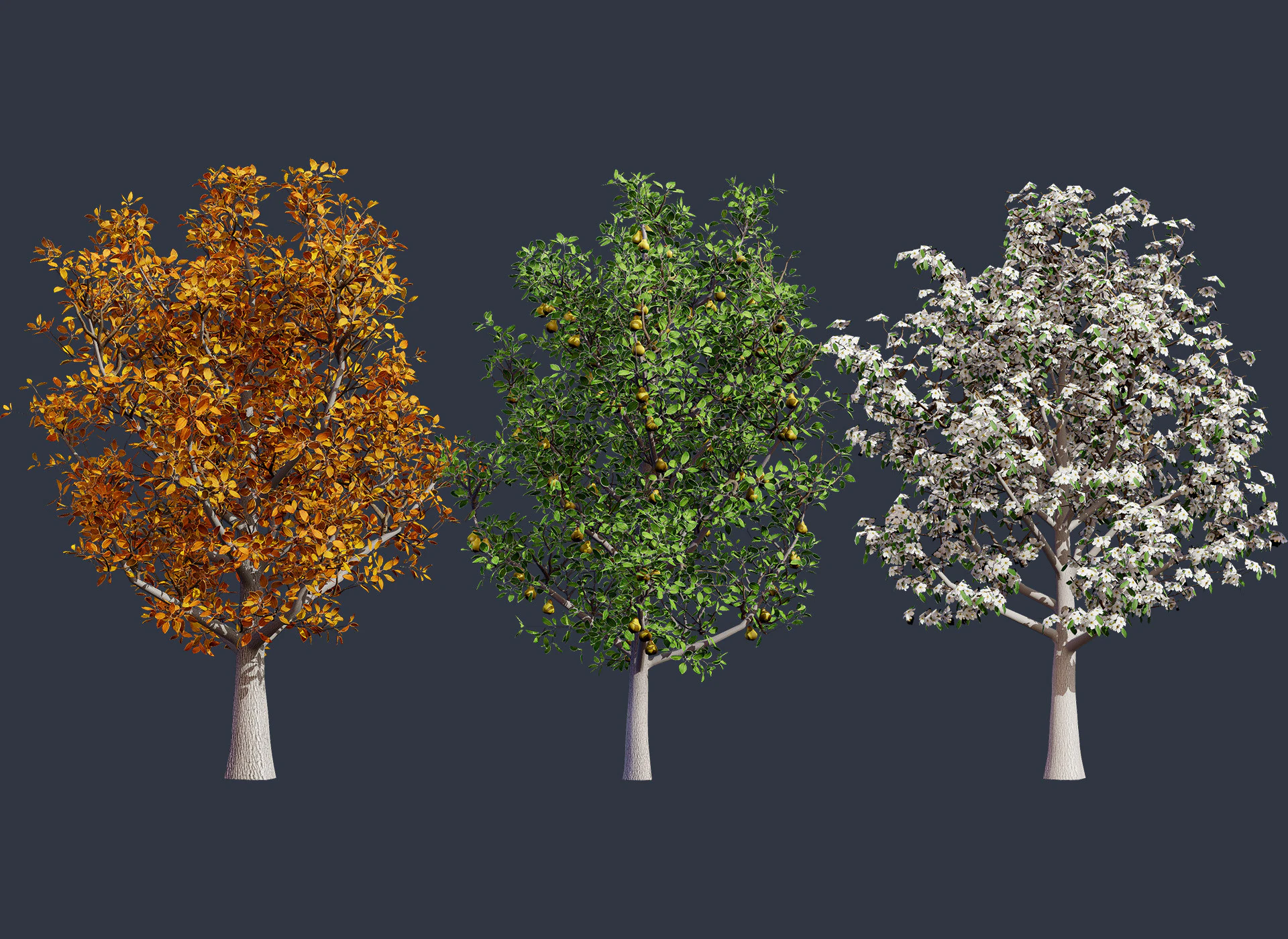 Realistic Pear Tree - All Seasons 3D Model .c4d .max .obj .3ds .fbx .stl .blend 