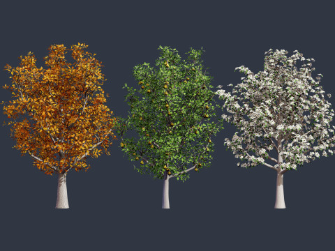 Realistic Pear Tree - All Seasons Modello 3D