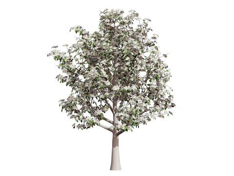 Realistic Pear Tree - All Seasons Modelo 3D