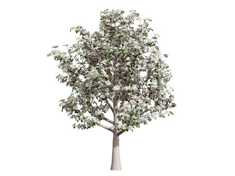 Realistic Pear Tree - All Seasons 3D Model