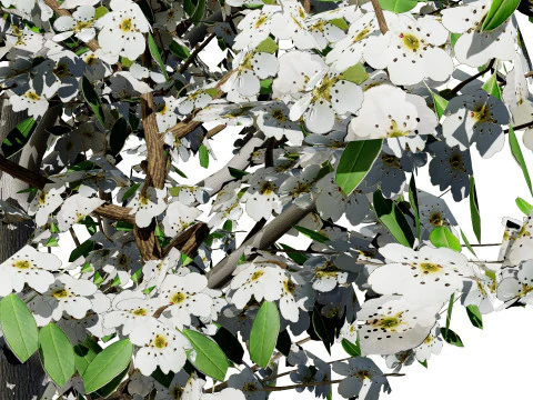 Realistic Pear Tree - All Seasons 3D Model