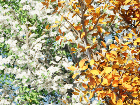 Realistic Pear Tree - All Seasons Modelo 3D