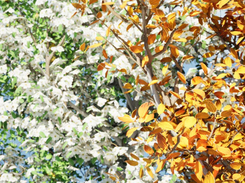 Realistic Pear Tree - All Seasons 3D Model