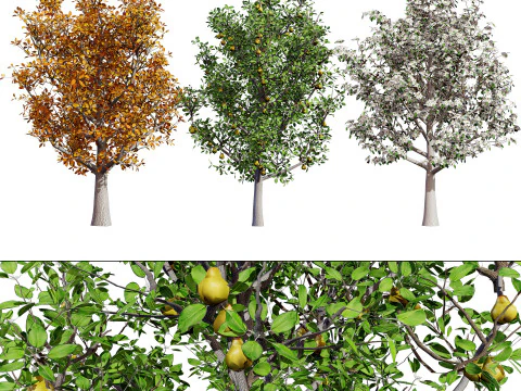 Realistic Pear Tree - All Seasons 3D Model