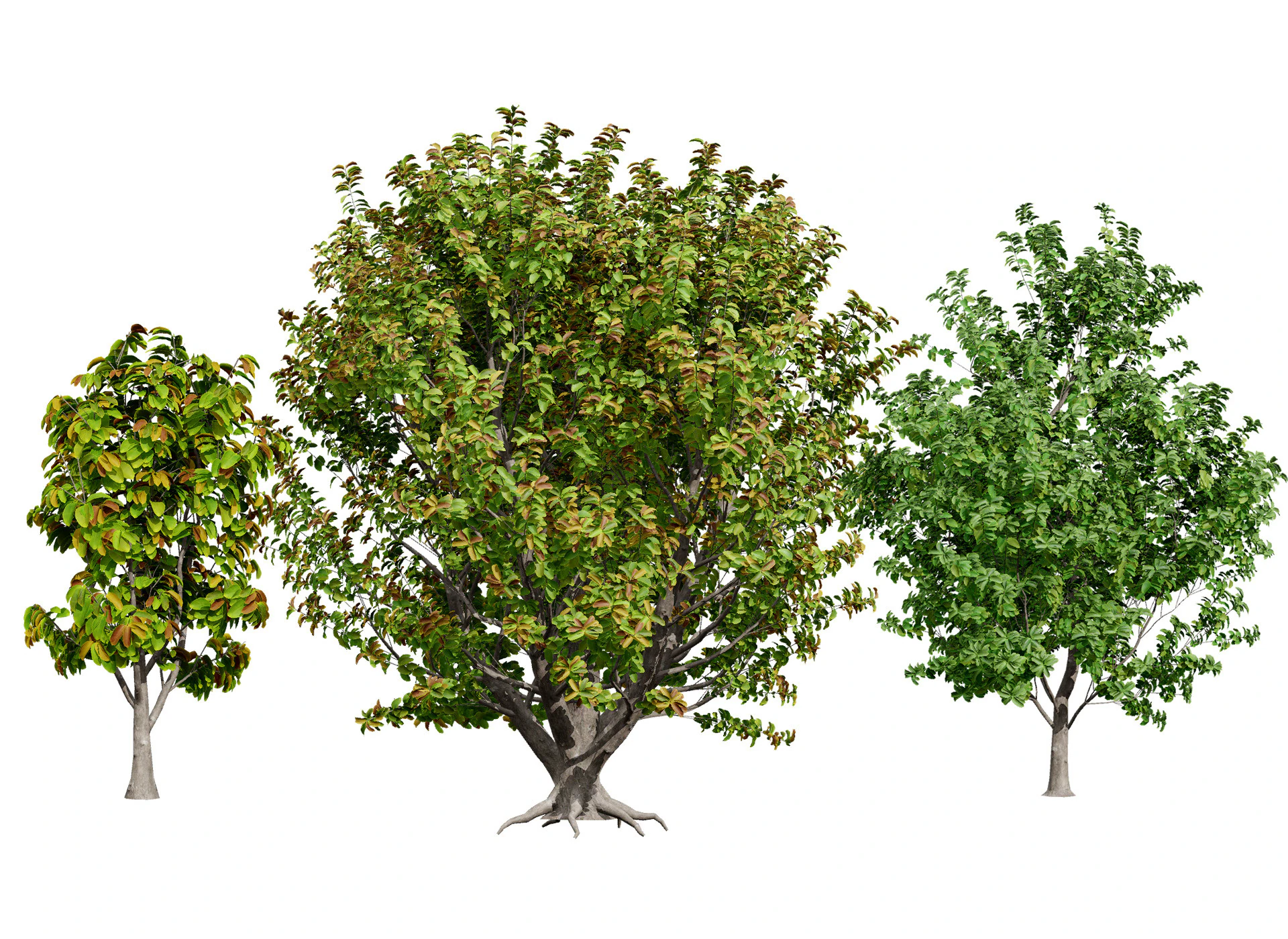 Rubber Tree Pack 3D Model .c4d .max .obj .3ds .fbx .stl .blend 