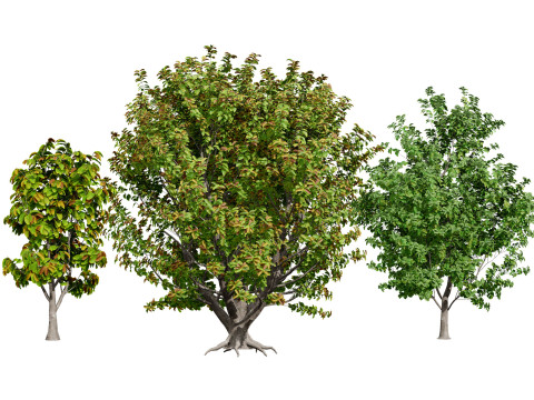 Rubber Tree Pack Modello 3D
