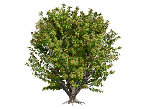 Rubber Tree Pack 3D Model