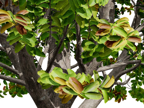 Rubber Tree Pack 3D Model